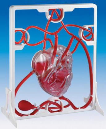 Pumping Heart Model