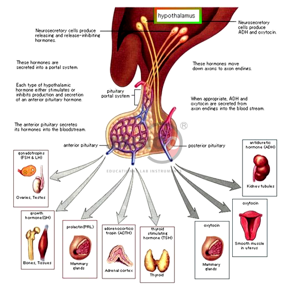 Hypothalamus Pituitary Hormones Model