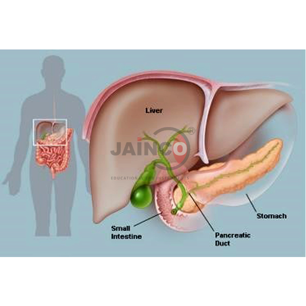 Pancreas Anatomy Model