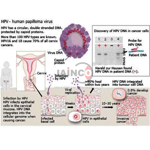 Life Cycle of Papilloma Virus Model