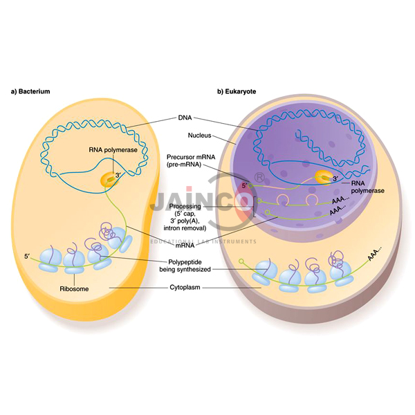 Comparison of Prokaryotic and Eukaryotic Cells Model