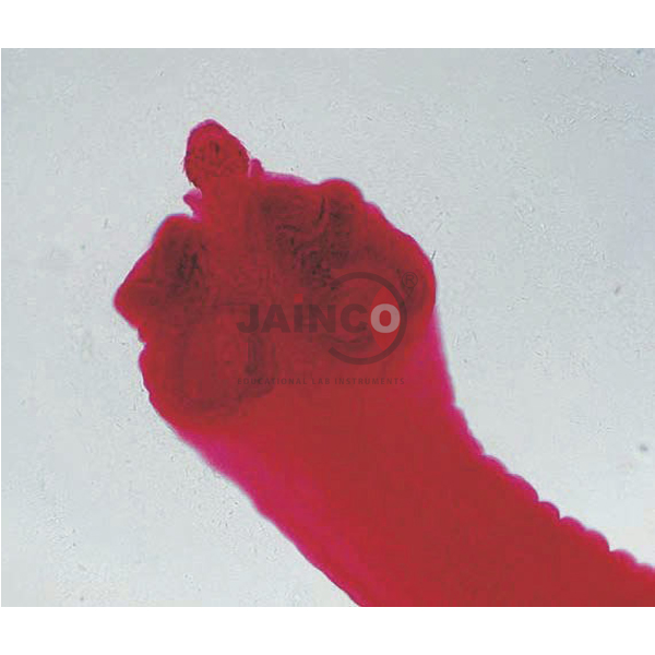 Human Histology Slide Set of 25