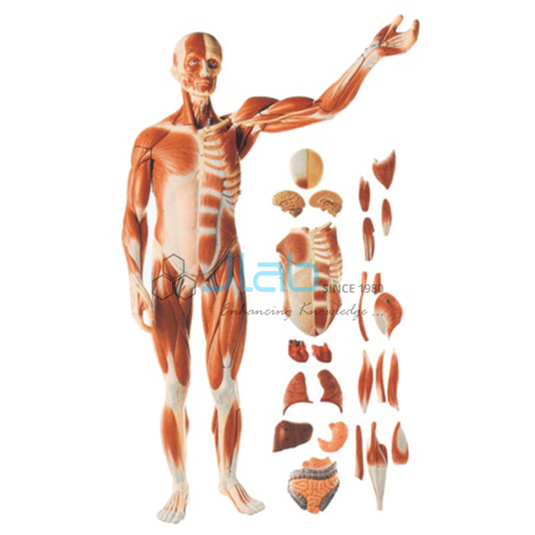 Full Size Human Body