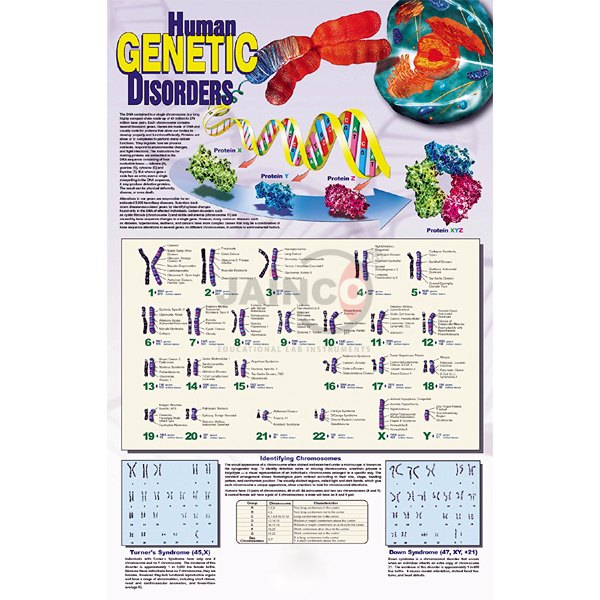 Human Genetic Disorders Poster