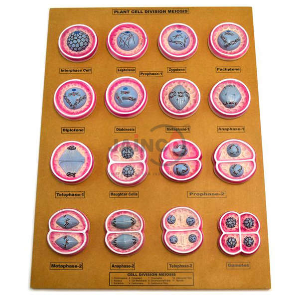 Plant Meiosis Model