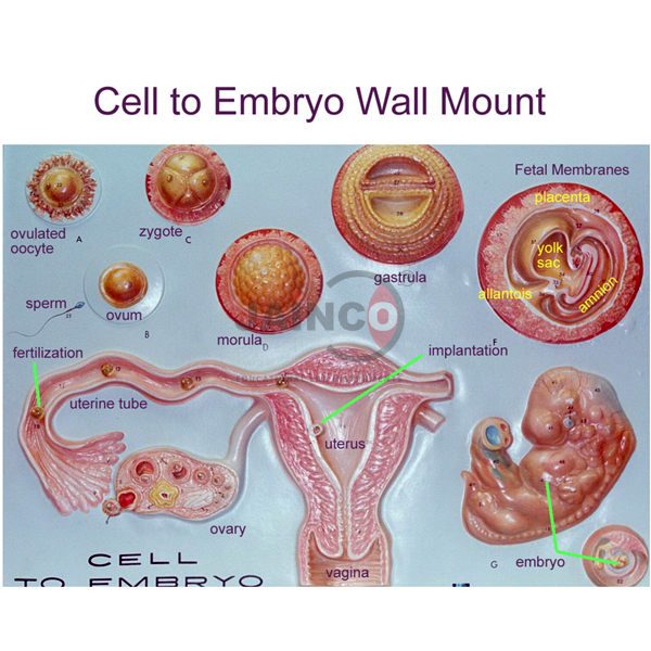 Cell to Embryo Stages Model