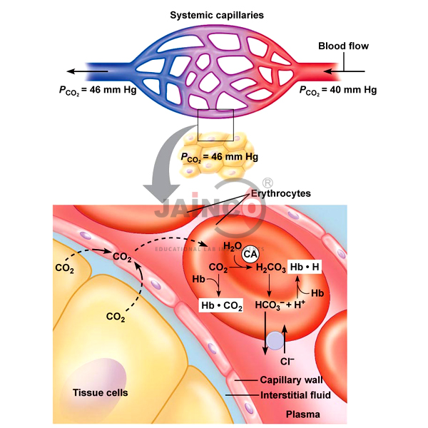 Haemoglobin Buffer System Model