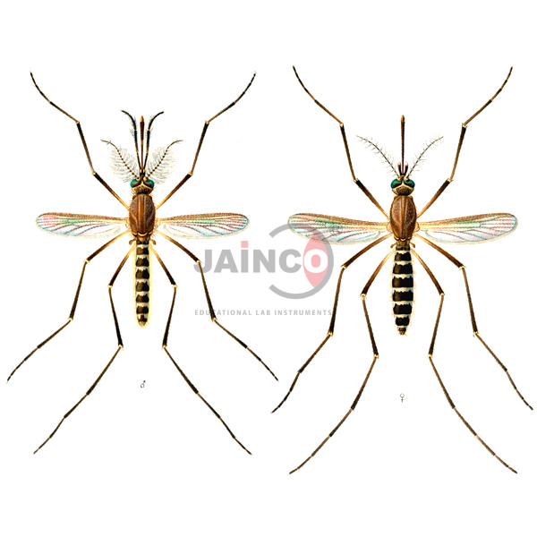 Culex Male, Female Model