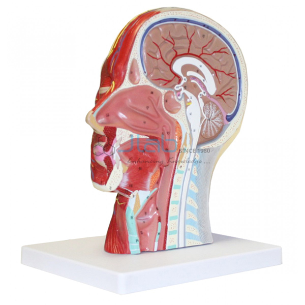 Half Head with Musculature