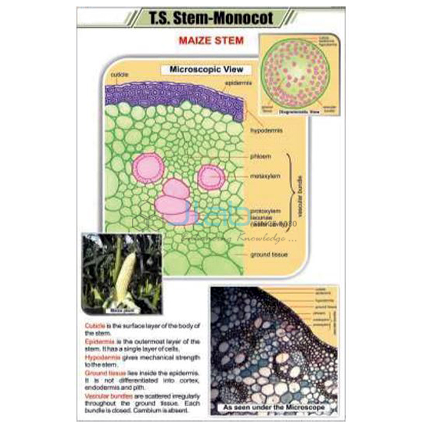 T.S. Stem - Monocot Chart