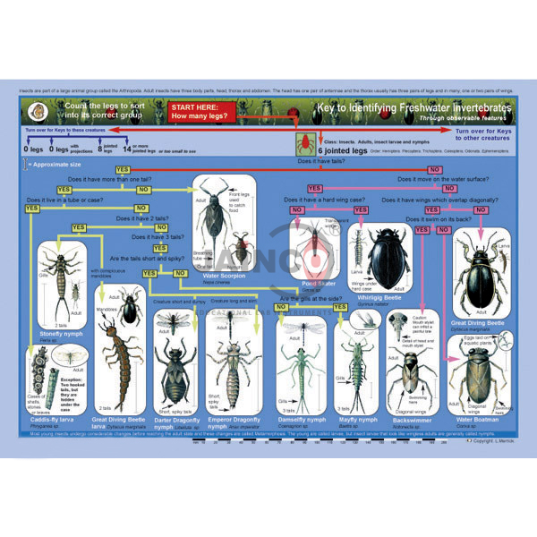 Key to Identifying Water Invertebrates