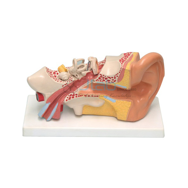 Human Internal Ear Model