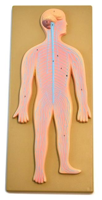 Human Nervous System Model