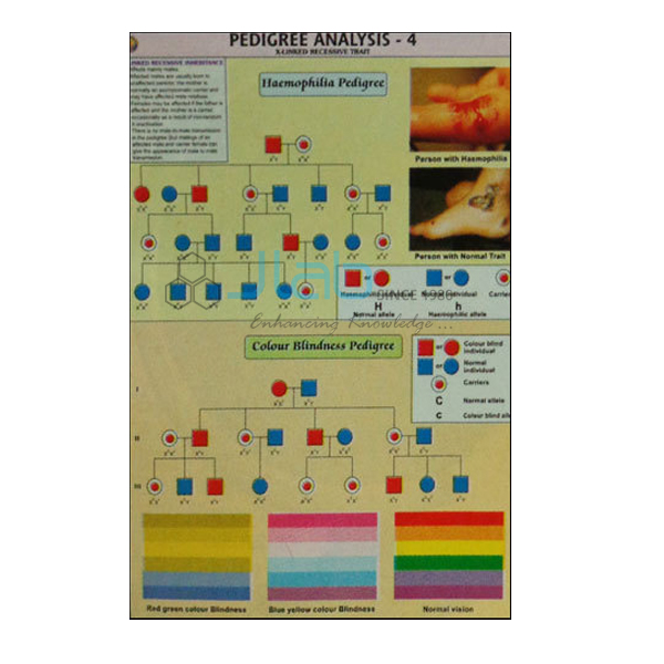 Pedigree Analysis - 4