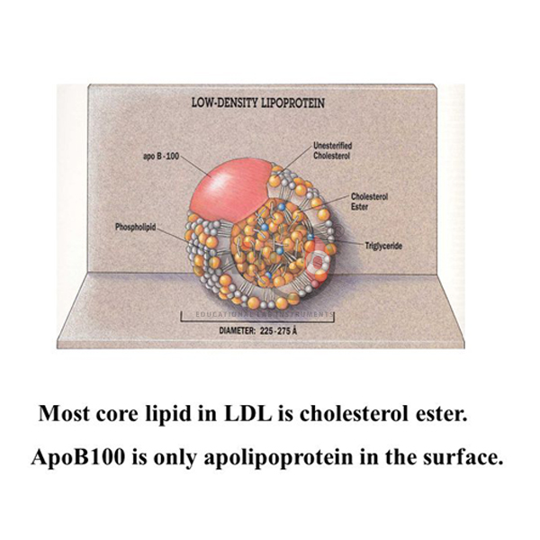 Blood Plasma Proteins, Lipoprotein Model
