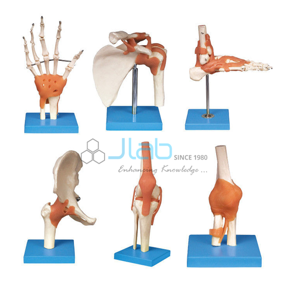 Elbow Foot Hand Joint
