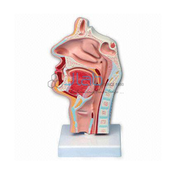 Nasal Cavity Model