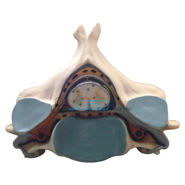 Fifth Cervical Vertebra