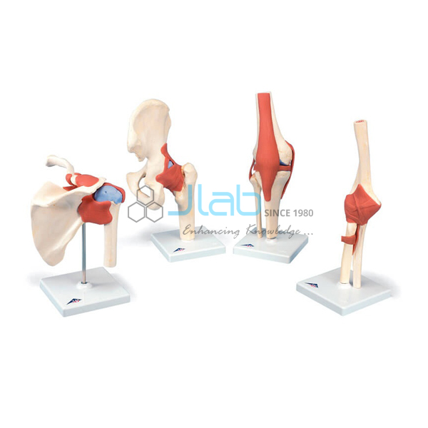 Human Body Joints