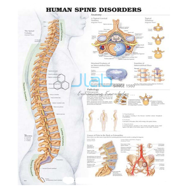 Human Spinal Cord Chart
