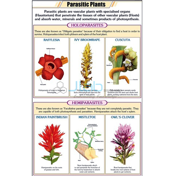 Parasitic Plants Chart