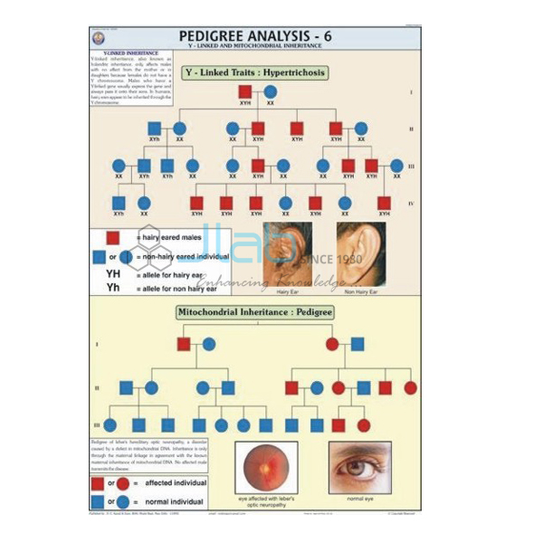 Pedigree Analysis - 6