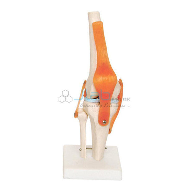 Human Knee Joint Model