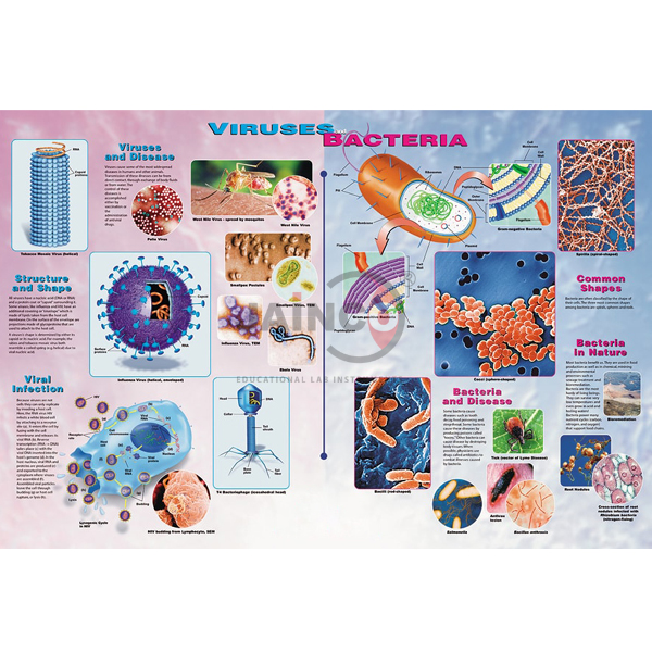 Viruses and Bacteria Poster