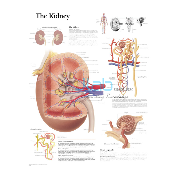 Human Kidney Chart