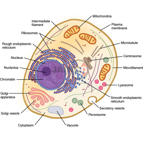Cell Biology Model