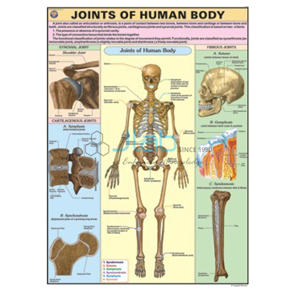 Joints of Human Body Chart