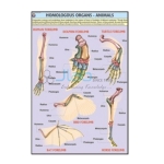 Homologous Organs