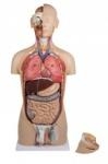 Human Torso Model