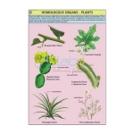 Homologous Organs